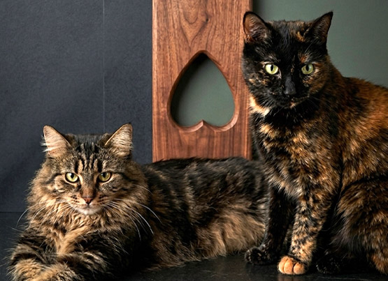 Cookie & Nora
